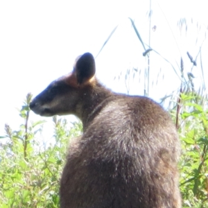 Wallabia bicolor at Latham, ACT - 3 Nov 2022