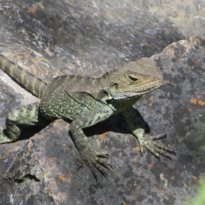 Intellagama lesueurii howittii (Gippsland Water Dragon) at Latham, ACT - 3 Nov 2022 by Christine