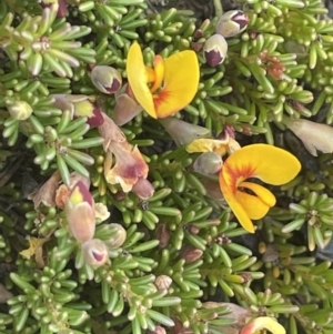 Dillwynia prostrata at Mount Clear, ACT - 9 Nov 2022