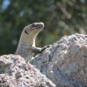 Egernia cunninghami at Latham, ACT - 3 Nov 2022