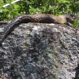 Egernia cunninghami at Latham, ACT - 3 Nov 2022 02:13 PM