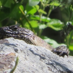 Egernia cunninghami at Latham, ACT - 3 Nov 2022 02:13 PM