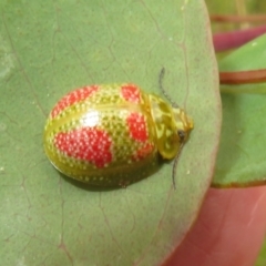 Paropsisterna fastidiosa at Jerrabomberra, ACT - 5 Nov 2022 12:57 PM