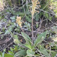 Plantago varia (Native Plaintain) at Mount Clear, ACT - 9 Nov 2022 by JaneR