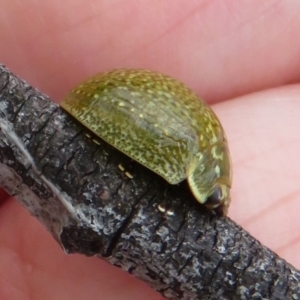 Paropsisterna cloelia at Jerrabomberra, ACT - 5 Nov 2022