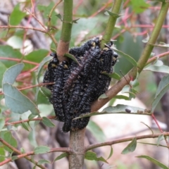 Perga sp. (genus) (Sawfly or Spitfire) at Rendezvous Creek, ACT - 5 Nov 2022 by Christine