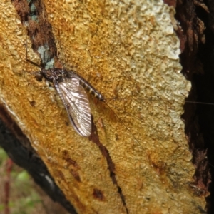 Ephemeroptera (order) at Rendezvous Creek, ACT - 5 Nov 2022 04:31 PM