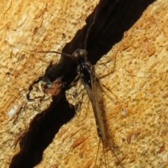 Ephemeroptera (order) at Rendezvous Creek, ACT - 5 Nov 2022 04:31 PM