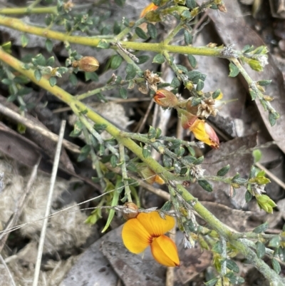 Mirbelia oxylobioides (Mountain Mirbelia) at Mount Clear, ACT - 9 Nov 2022 by JaneR