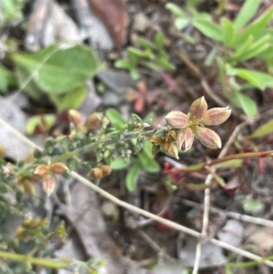 Mirbelia oxylobioides at Mount Clear, ACT - 9 Nov 2022