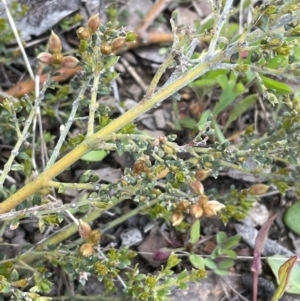 Mirbelia oxylobioides at Mount Clear, ACT - 9 Nov 2022