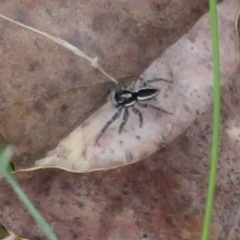 Jotus frosti (Frost's jumping spider) at Rendezvous Creek, ACT - 5 Nov 2022 by Christine