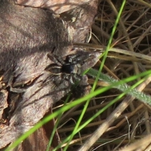 Jotus frosti at Rendezvous Creek, ACT - 5 Nov 2022 04:46 PM