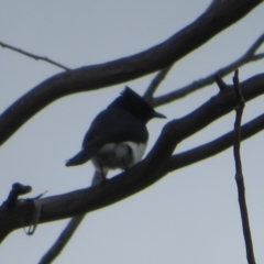 Myiagra cyanoleuca (Satin Flycatcher) at Namadgi National Park - 5 Nov 2022 by Christine