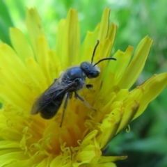 Lasioglossum (Chilalictus) lanarium (Halictid bee) at Belconnen, ACT - 10 Nov 2022 by Christine