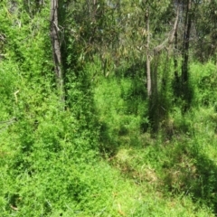 Galium aparine (Goosegrass, Cleavers) at Lake Ginninderra - 10 Nov 2022 by Christine