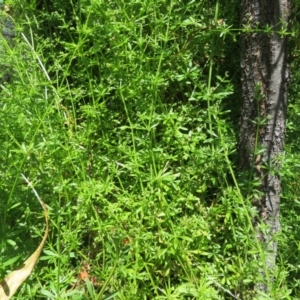 Galium aparine at Belconnen, ACT - 10 Nov 2022 11:20 AM