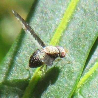 Trypetisoma digitatum (A lauxaniid fly) at Lake Ginninderra - 10 Nov 2022 by Christine