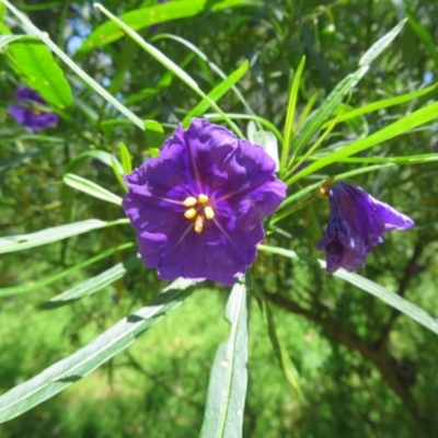 Solanum linearifolium (Kangaroo Apple) at Belconnen, ACT - 10 Nov 2022 by Christine