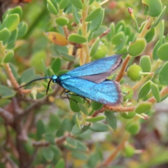 Pollanisus (genus) (A Forester Moth) at Stromlo, ACT - 11 Nov 2022 by MatthewFrawley