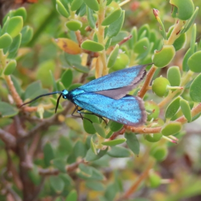 Pollanisus (genus) (A Forester Moth) at Stromlo, ACT - 11 Nov 2022 by MatthewFrawley