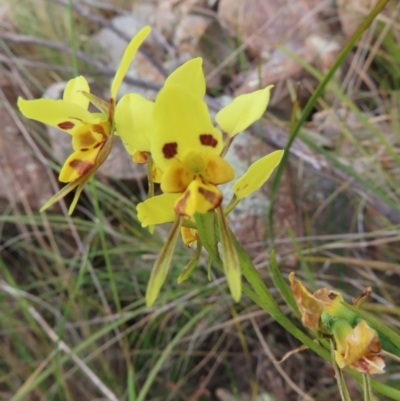 Diuris sulphurea (Tiger Orchid) at Stromlo, ACT - 11 Nov 2022 by MatthewFrawley
