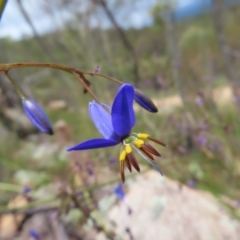 Dianella revoluta var. revoluta (Black-Anther Flax Lily) at Stromlo, ACT - 11 Nov 2022 by MatthewFrawley