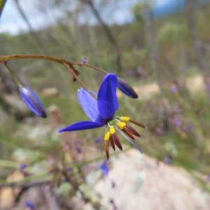 Dianella revoluta var. revoluta at Stromlo, ACT - 11 Nov 2022