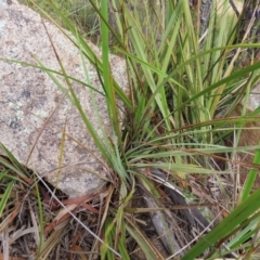 Dianella revoluta var. revoluta at Stromlo, ACT - 11 Nov 2022