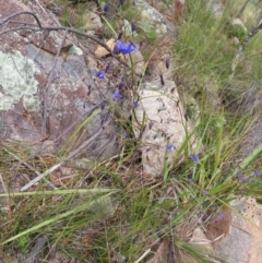 Dianella revoluta var. revoluta at Stromlo, ACT - 11 Nov 2022