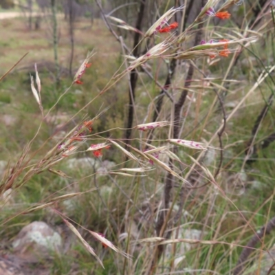 Rytidosperma pallidum (Red-anther Wallaby Grass) at Stromlo, ACT - 11 Nov 2022 by MatthewFrawley