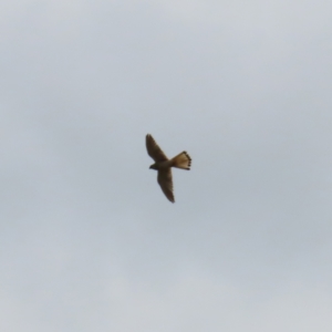 Falco cenchroides at Stromlo, ACT - 11 Nov 2022 11:18 AM