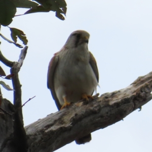 Falco cenchroides at Stromlo, ACT - 11 Nov 2022 11:18 AM