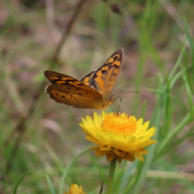 Heteronympha merope (Common Brown Butterfly) at Kambah, ACT - 11 Nov 2022 by MatthewFrawley