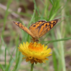 Heteronympha merope at Kambah, ACT - 11 Nov 2022 12:15 PM