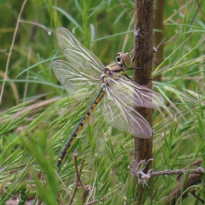 Hemicordulia tau at Kambah, ACT - 11 Nov 2022 12:34 PM