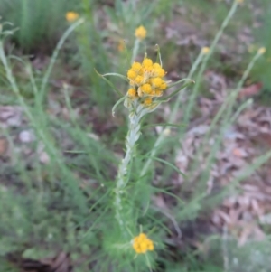 Chrysocephalum semipapposum at Kambah, ACT - 11 Nov 2022