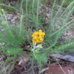 Chrysocephalum semipapposum at Kambah, ACT - 11 Nov 2022