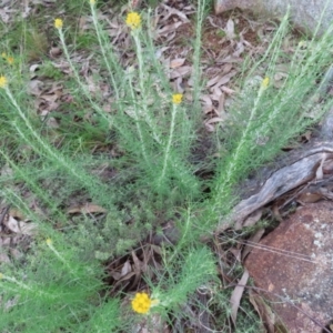 Chrysocephalum semipapposum at Kambah, ACT - 11 Nov 2022