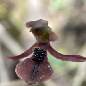 Chiloglottis trapeziformis at Mount Fairy, NSW - 28 Oct 2022