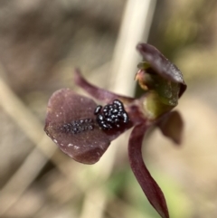 Chiloglottis trapeziformis at Mount Fairy, NSW - 28 Oct 2022