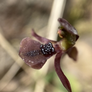 Chiloglottis trapeziformis at Mount Fairy, NSW - 28 Oct 2022