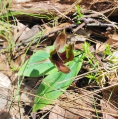 Chiloglottis valida (Large Bird Orchid) at Namadgi National Park - 12 Nov 2022 by Soph