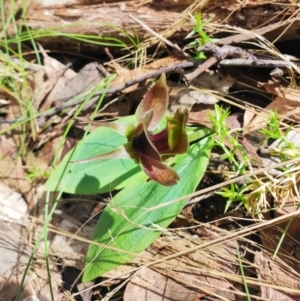 Chiloglottis valida at Cotter River, ACT - suppressed