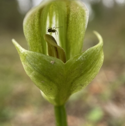 Pterostylis curta (Blunt Greenhood) at Goulburn Mulwaree Council - 22 Sep 2022 by AJB