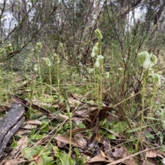 Pterostylis curta at Bungonia, NSW - 22 Sep 2022