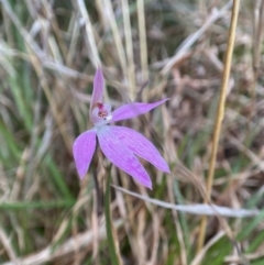 Caladenia carnea (Pink Fingers) at Goulburn Mulwaree Council - 22 Sep 2022 by AJB