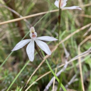 Caladenia fuscata at Bungonia, NSW - 22 Sep 2022