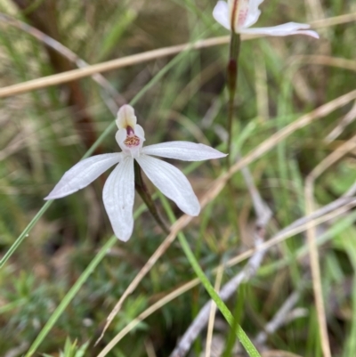 Caladenia fuscata (Dusky Fingers) at Bungonia National Park - 22 Sep 2022 by AJB