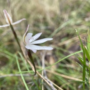 Caladenia fuscata at Bungonia, NSW - 22 Sep 2022